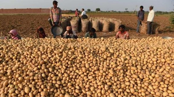 potato price