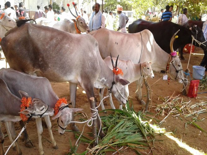 cow