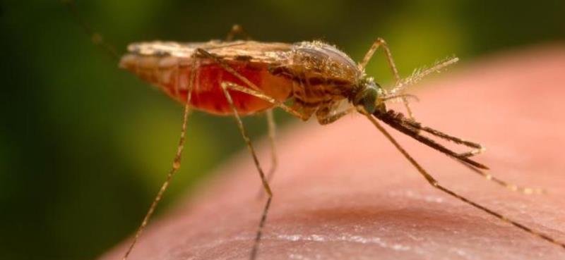 malaria