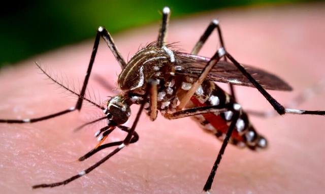 Zika-virus