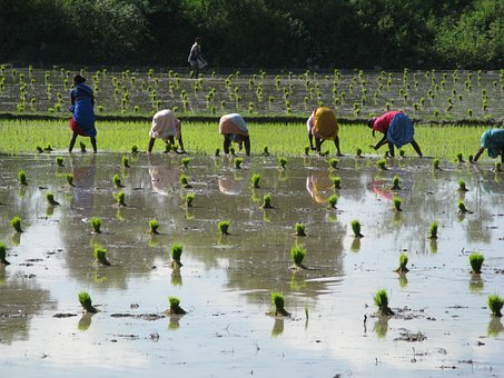 PM Kisan Beneficiary New Status